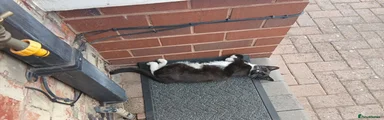 Domestic Shorthair 2