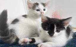 Domestic Shorthair cats for sale: Beautiful litter of kittens for sale - Image 6