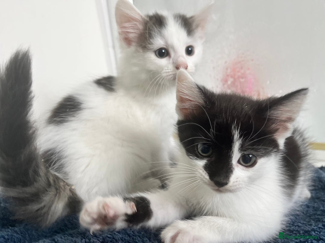 Domestic Shorthair cats for sale: Beautiful litter of kittens for sale - Image 6