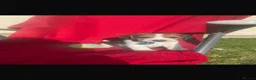 Beagle dogs for sale: Beautiful Beagle Puppies - Advert 10