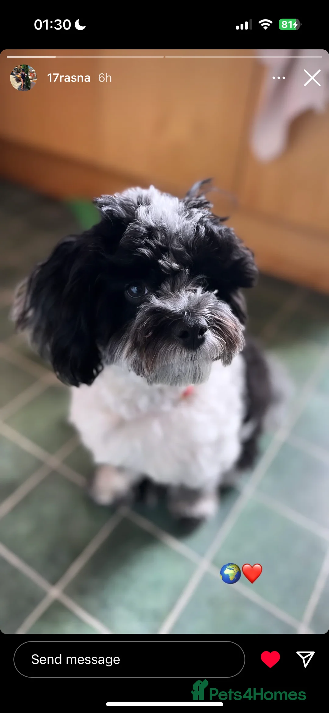 Toy Poodle dogs for stud: Stunning KC None fading Chocolate Phantom stud in Rickmansworth - Advert 23