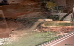 Snake reptiles for sale: Champagne ball python morph - Image 5