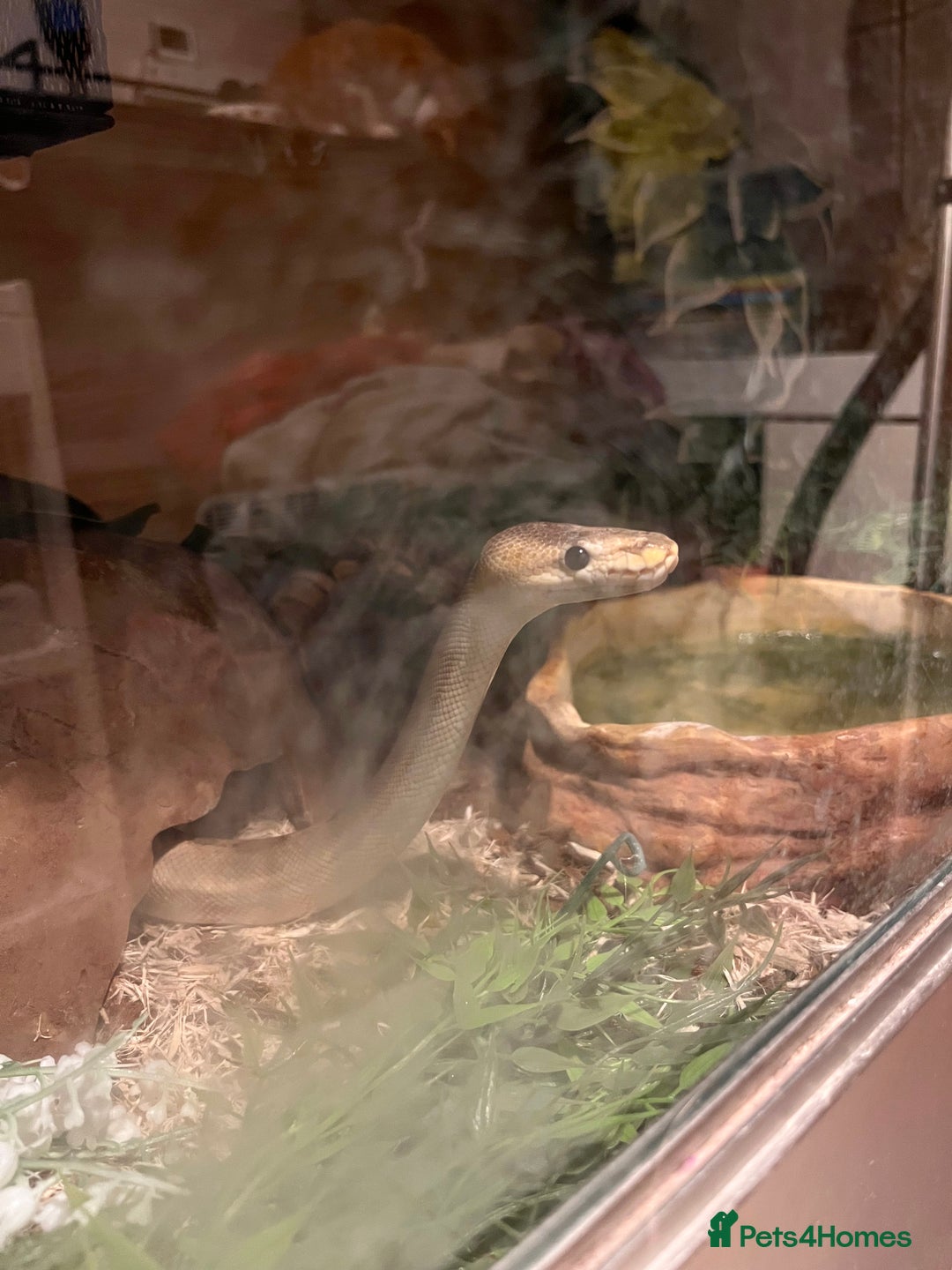 Snake reptiles for sale: Champagne ball python morph - Image 5