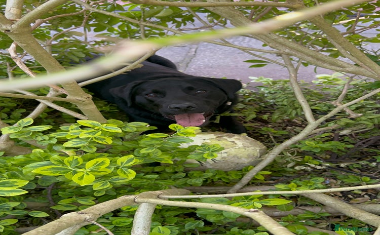 Labrador Retriever dogs - Advert 2