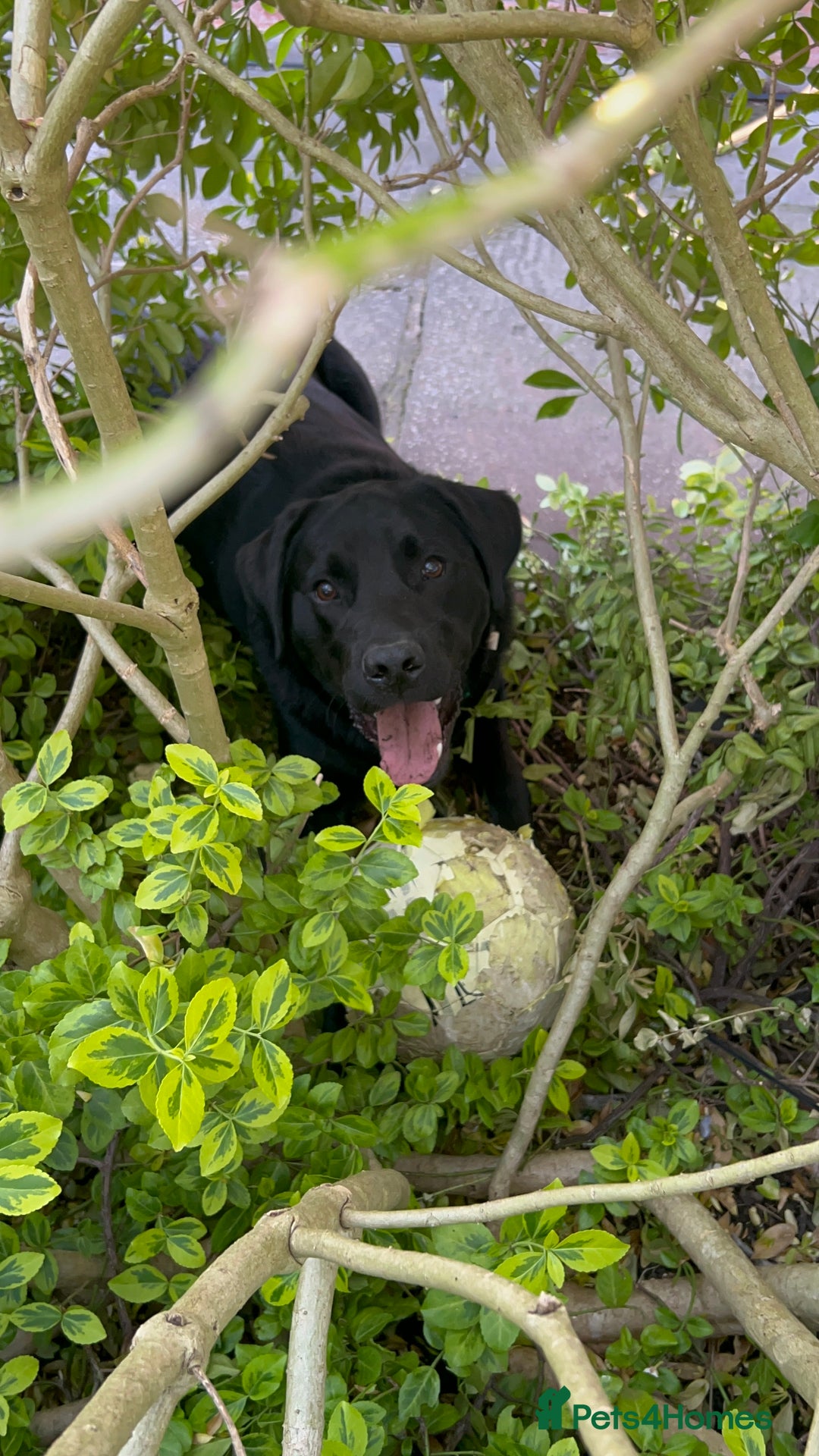 Labrador Retriever dogs for stud: Stanley the Stud - Image 1