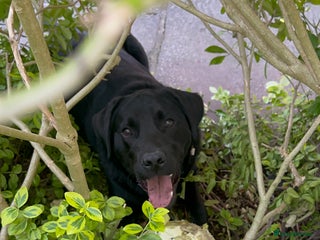 Labrador Retriever dogs - Advert 39