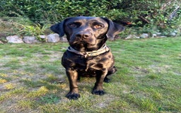 Labrador Retriever dogs for sale: Beautiful Labrador Retriever puppies - Image 15