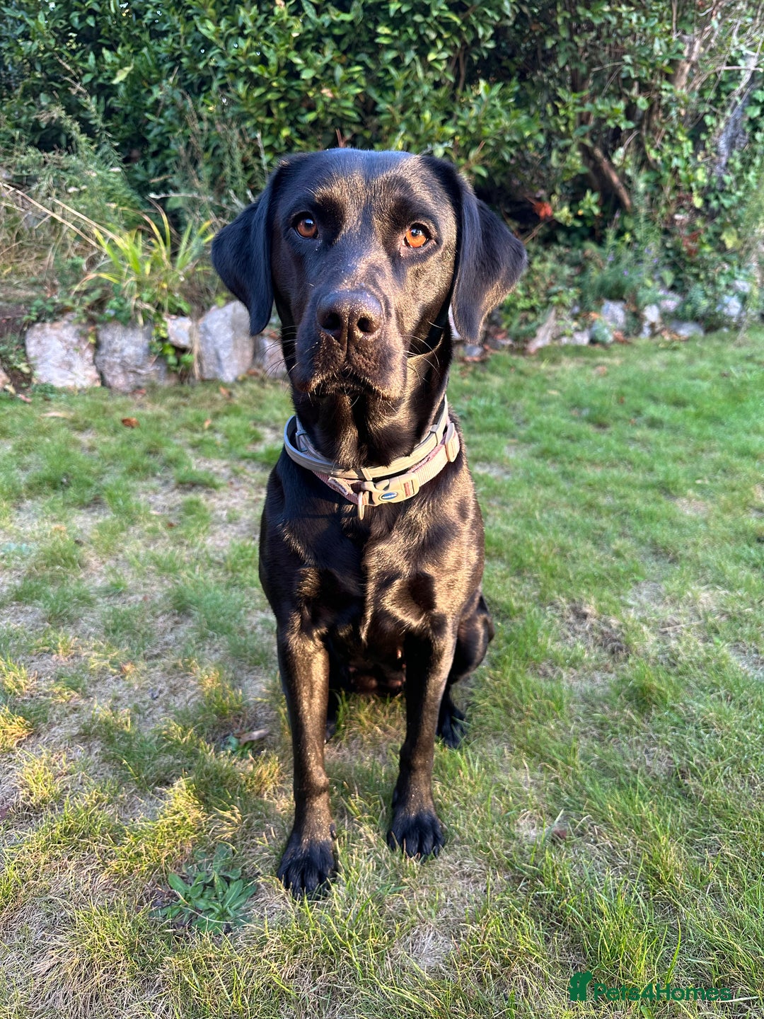 Labrador Retriever dogs for sale: Beautiful Labrador Retriever puppies - Image 15