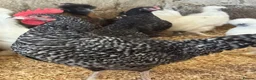 Chickens poultry for sale: Cuckoo maran banty pullers and cockerels for sale  - Advert 3
