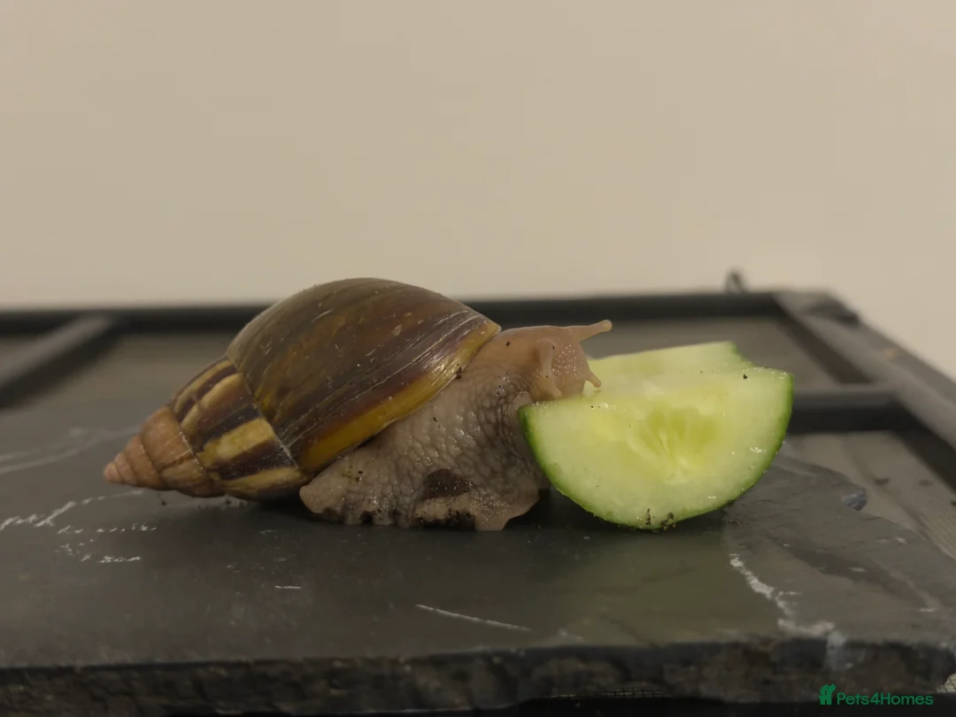 Snails invertebrates for sale: 2 Giant, Jade African Land Snails - Advert 3