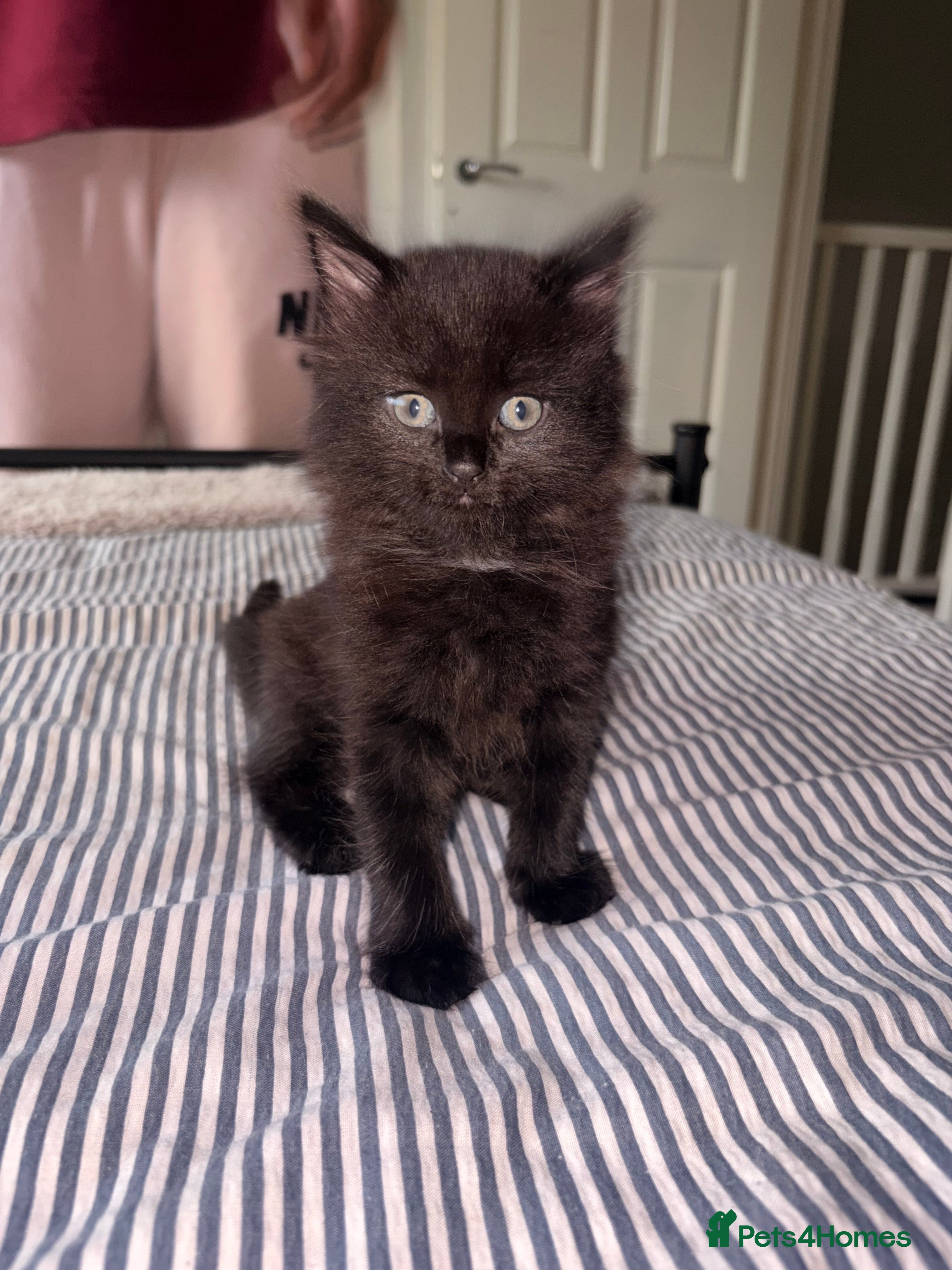 Mixed Breed cats for sale: Kittens for sale. - Advert 10
