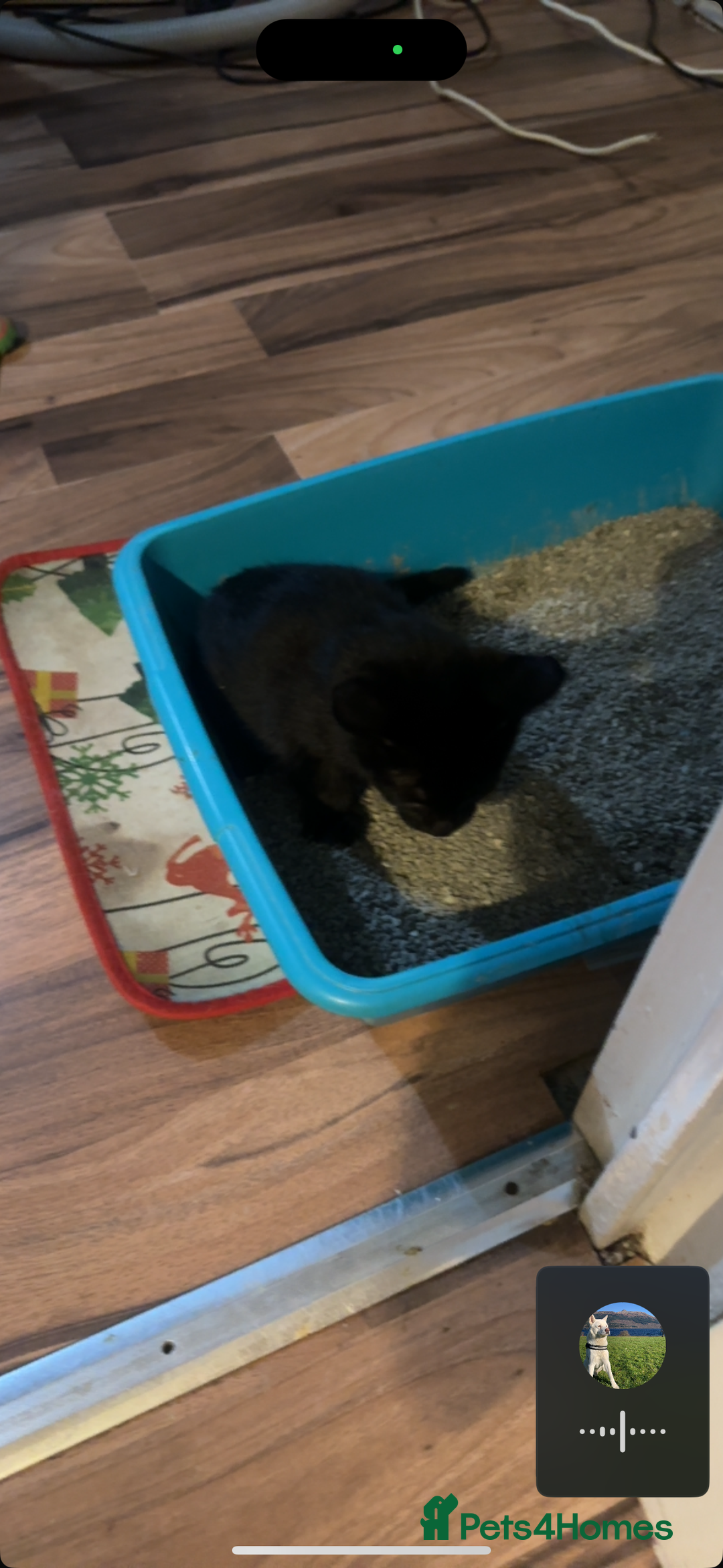 Mixed Breed cats for sale: Amazing Half Bengals !!! - Advert 24