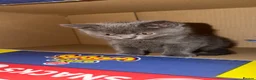 British Shorthair cats for sale: 9 week old Kitten - Advert 3