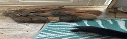 Continental Giant rabbits for sale: Giant continental x French lop - Advert 4