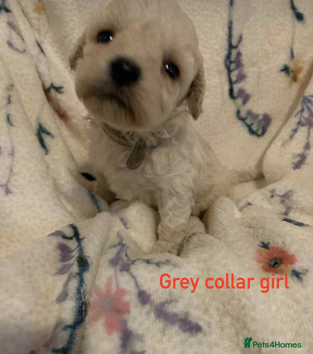 Poochon dogs for sale: F1 Poochon puppies  - Image 9