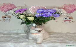 Ragdoll cats for sale: ⭐️TICA REG⭐️Pedigree Ragdoll Kittens DNA CLEAR ✅  - Image 24