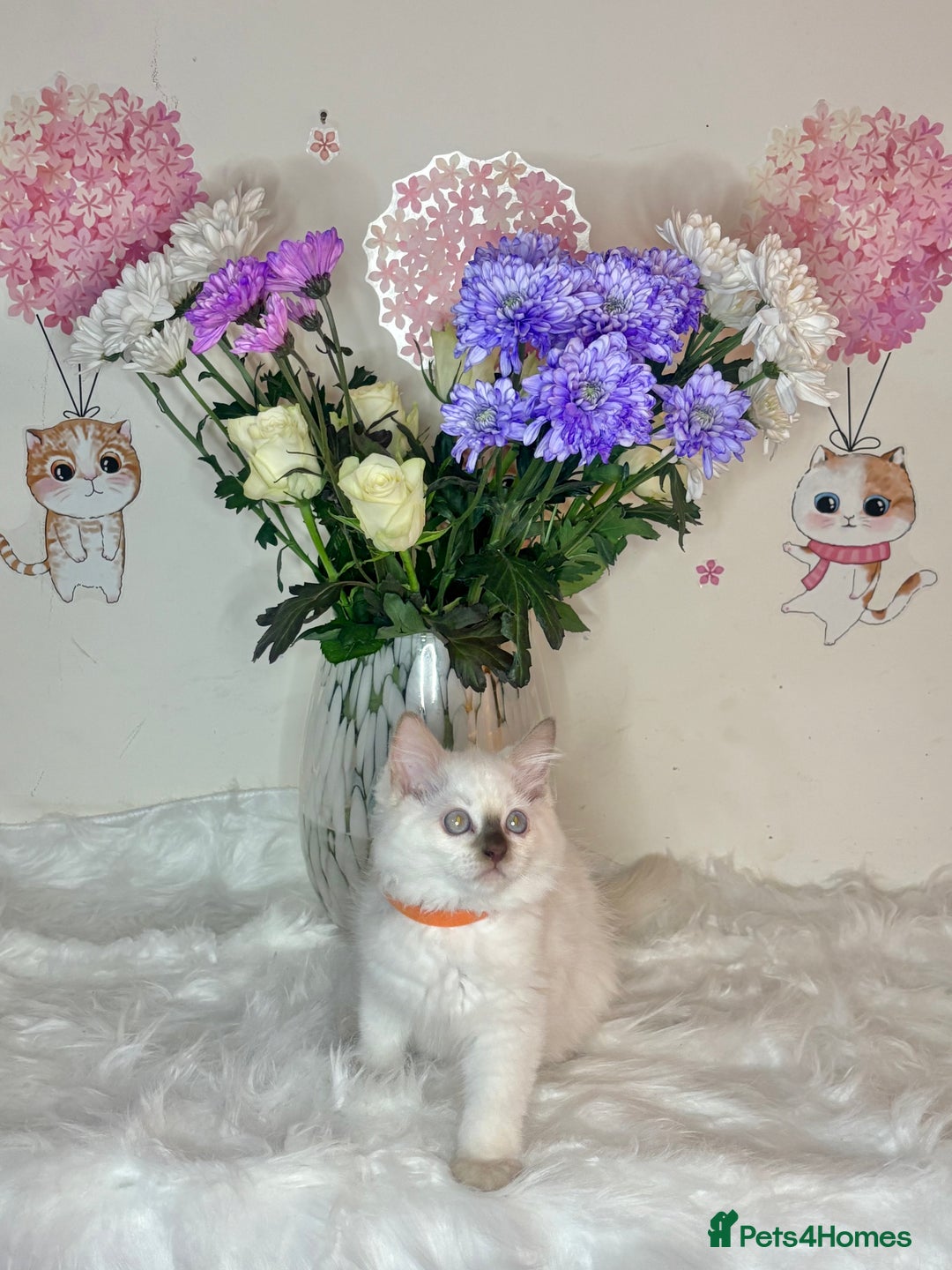 Ragdoll cats for sale: ⭐️TICA REG⭐️Pedigree Ragdoll Kittens DNA CLEAR ✅  - Image 24