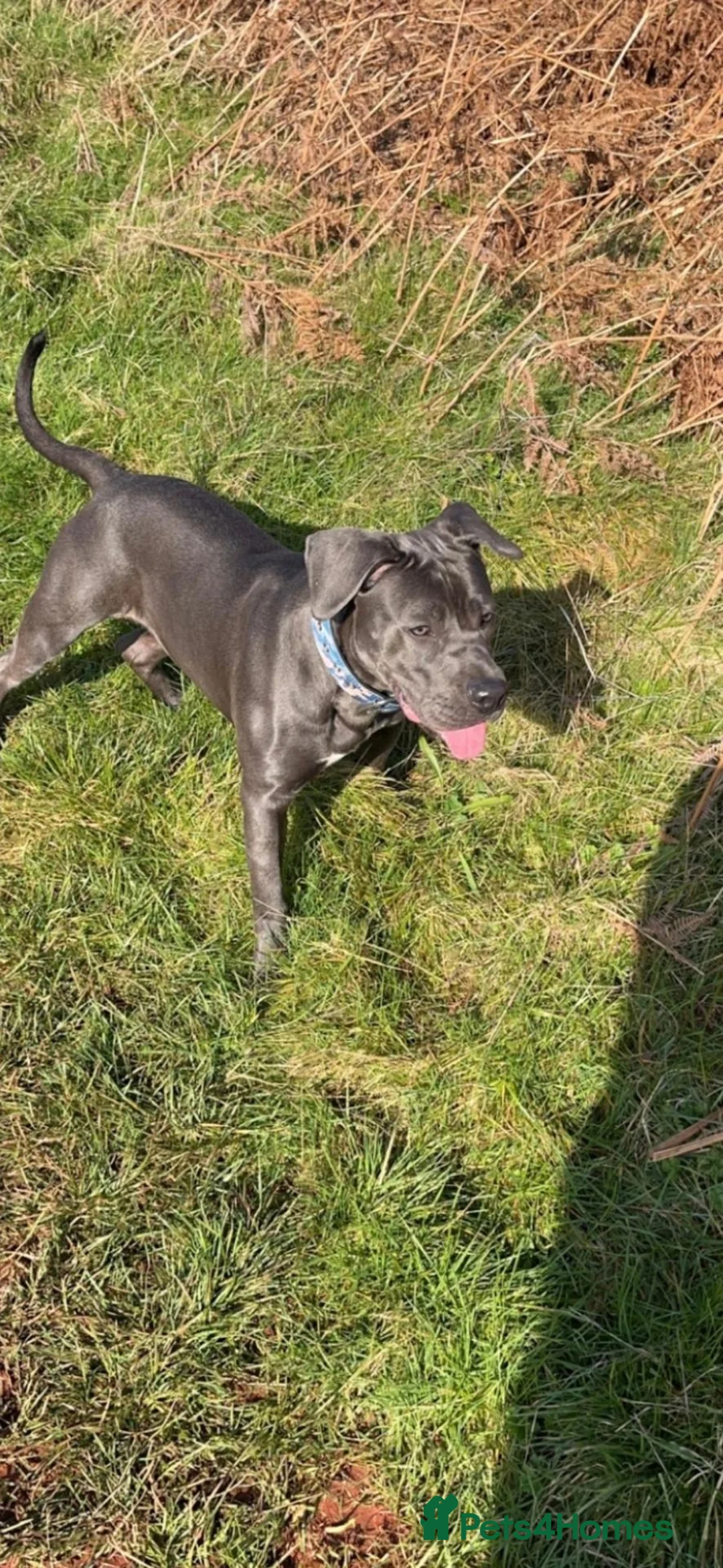 Mixed Breed dogs for sale: Staffordshire bull terrier  in Paignton - Advert 4