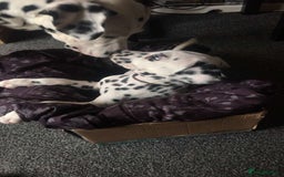 Dalmatian dogs for sale: Male Dalmatian puppy - Image 8