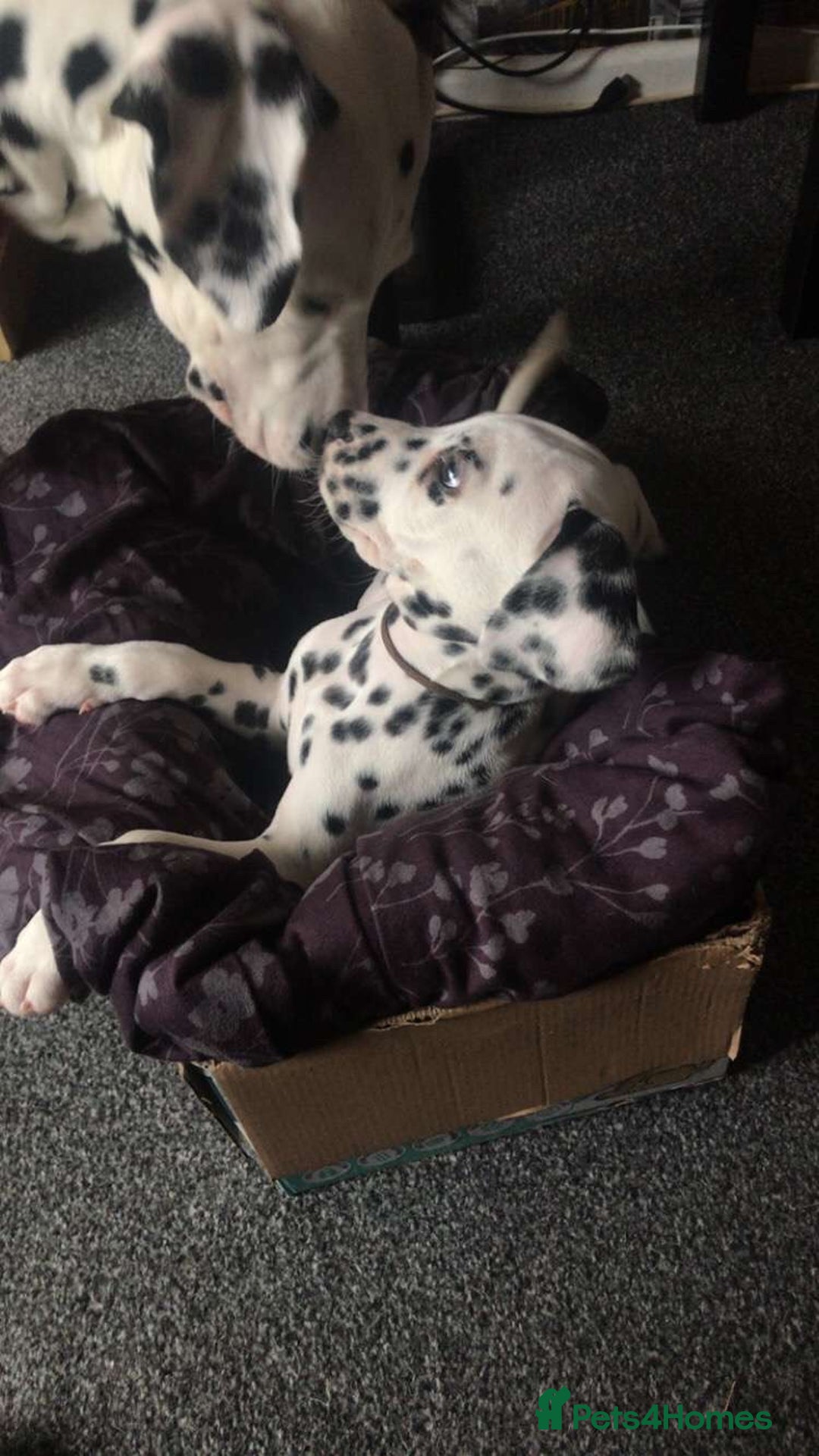 Dalmatian dogs for sale: Male Dalmatian puppy - Image 8