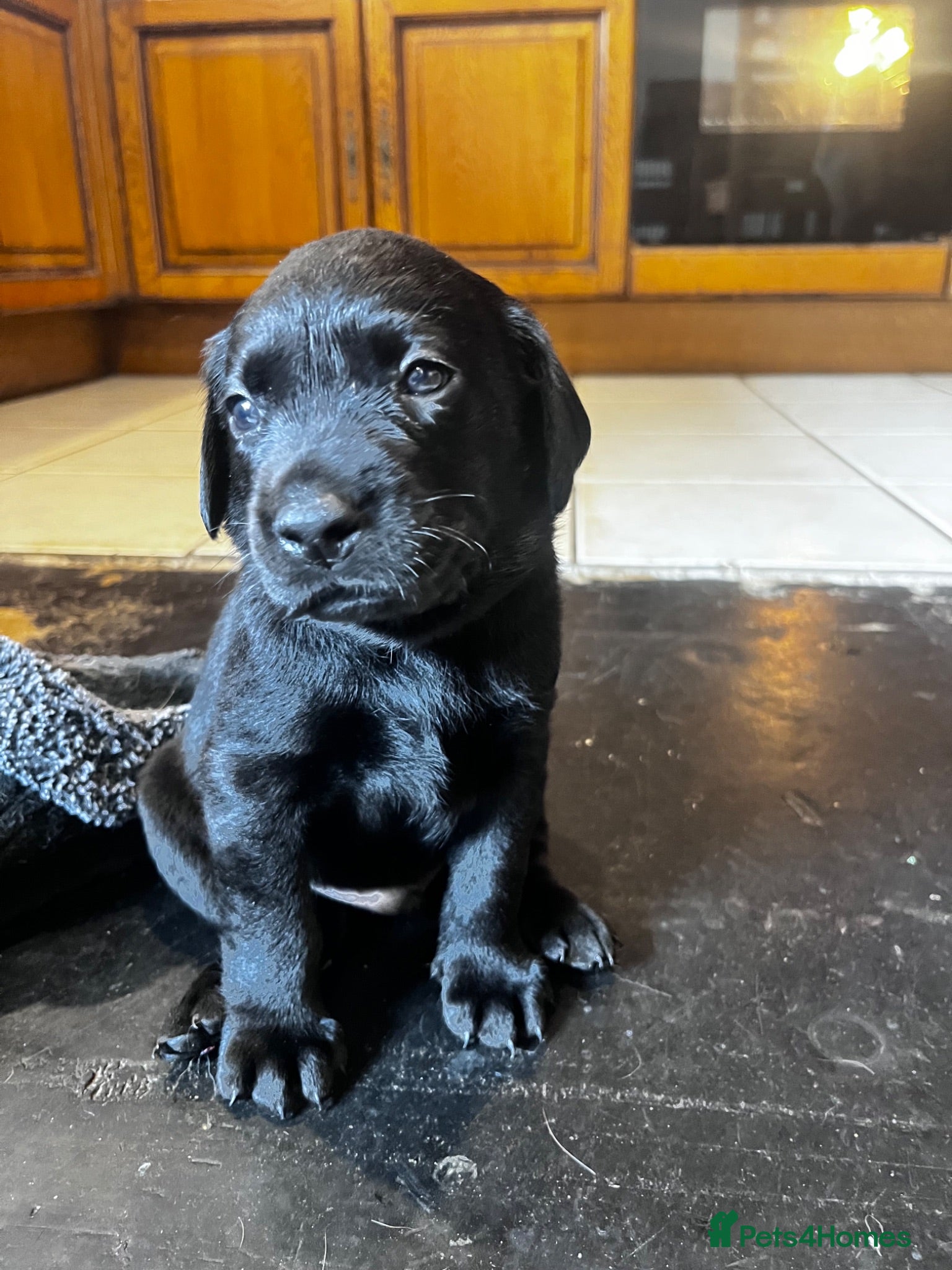 Labrador Retriever dogs Beautiful litter of KC black working Labradors  - Advert 2