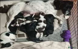 Springador dogs for sale: 🐾 Playful F1B Springador Puppy Needs A Home🐾 - Image 1