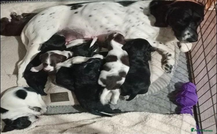 Springador dogs - Advert 1