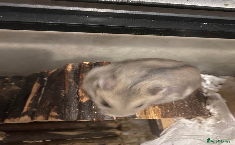 Hamster rodents - Advert 2