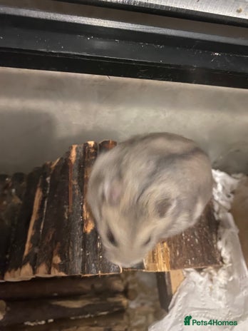 Hamster rodents - Advert 2