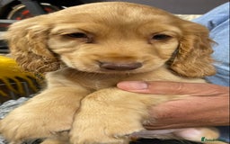 Cocker Spaniel dogs for sale: 5 BEAUTIFUL COCKER SPANIEL KC REG PUPPIES - Image 19