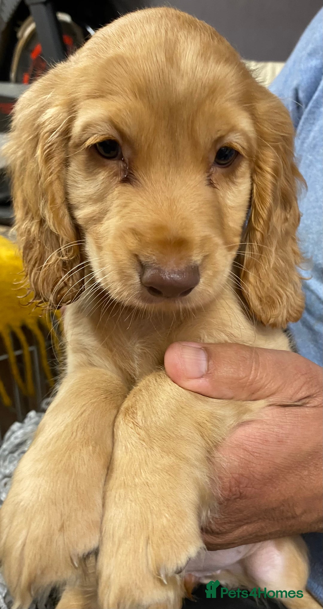 Cocker Spaniel dogs for sale: 5 BEAUTIFUL COCKER SPANIEL KC REG PUPPIES - Image 19