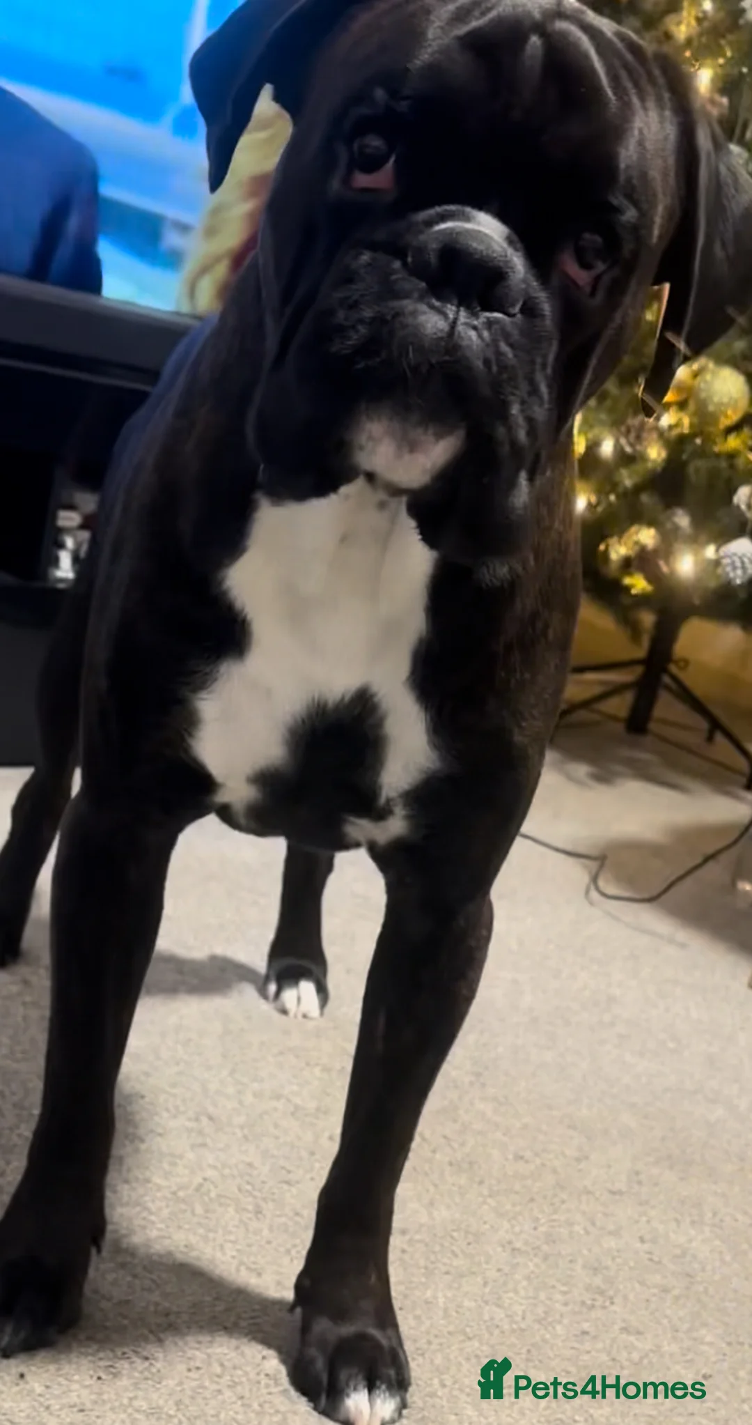 Boxer dogs for stud: Bóxer  - Advert 2