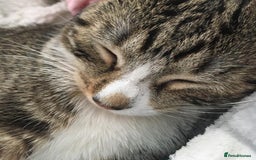 Toyger cats for sale: Domestic shorthair  - Image 4