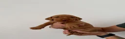 Hungarian Vizsla dogs for sale: Wirehaired Hungarian Vizsla - Advert 17