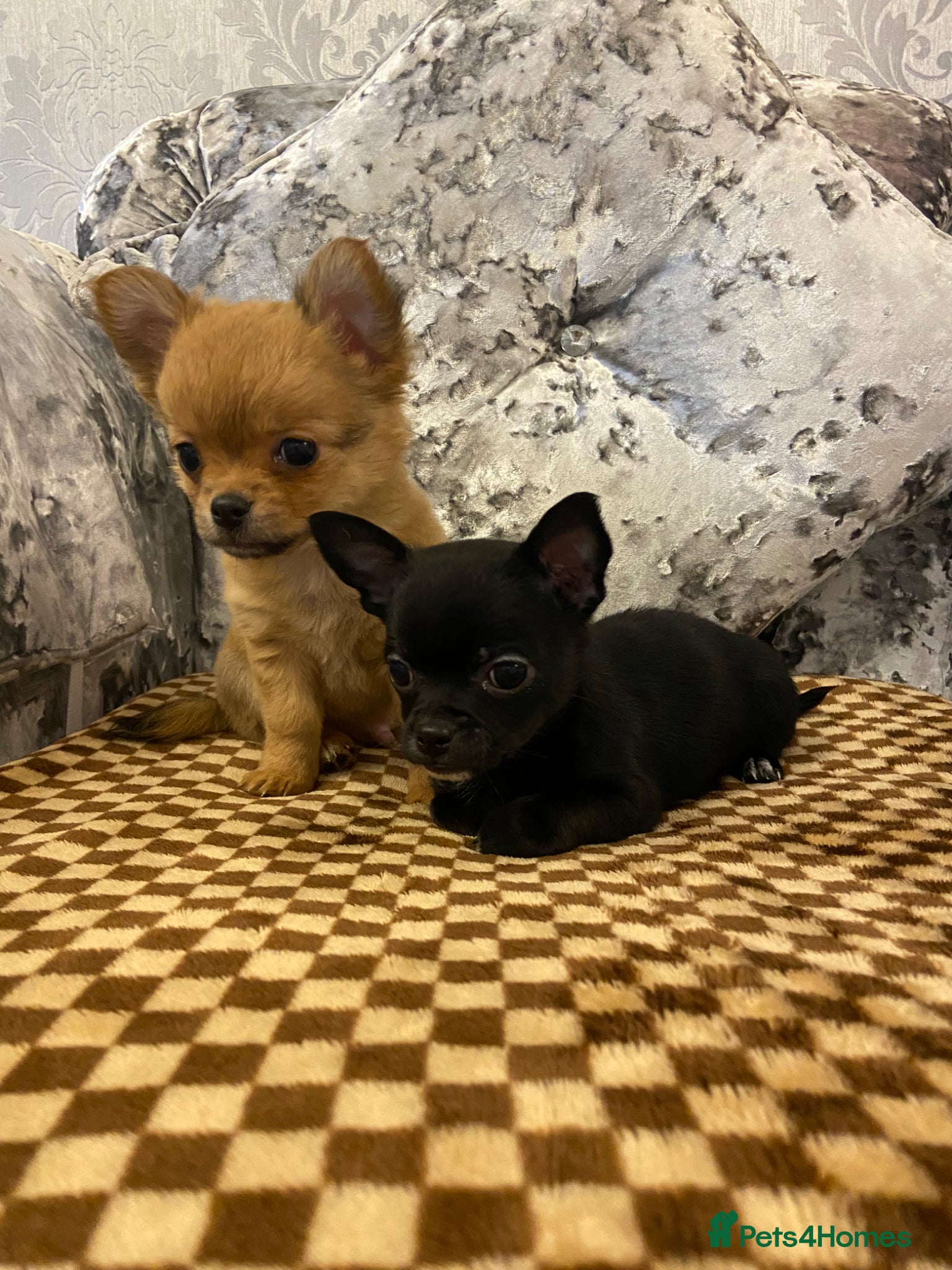 Chihuahua dogs Chihuahua puppies for sale - Advert 3