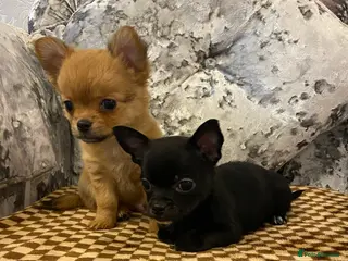 Chihuahua dogs Chihuahua puppies for sale - Advert 2