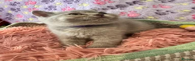 British Shorthair 2