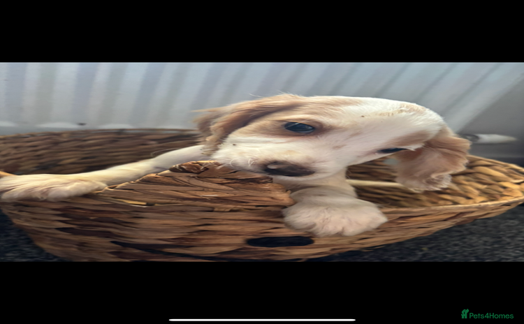 Cocker Spaniel dogs - Advert 6