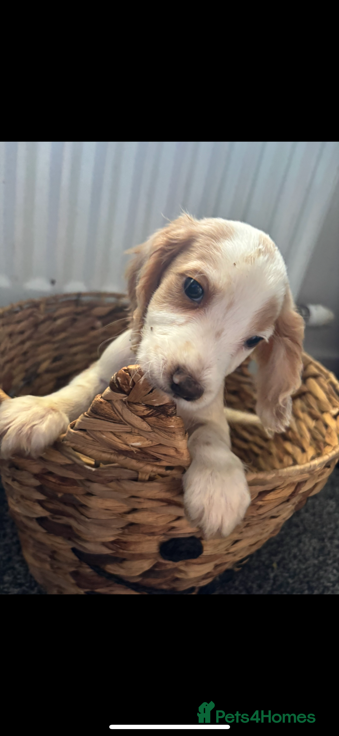 Cocker Spaniel dogs for sale: My 2 beautiful puppies  - Image 1