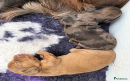 Miniature Dachshund dogs for sale: Beautiful long haired dapple girl  - Image 11