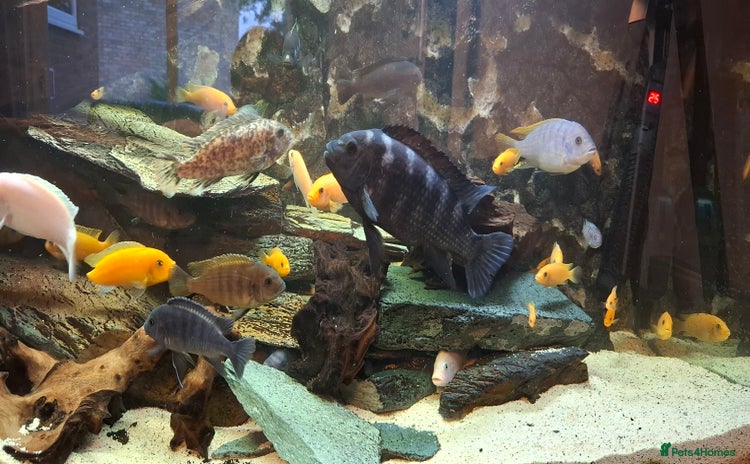 Cichlids fish - Advert 1
