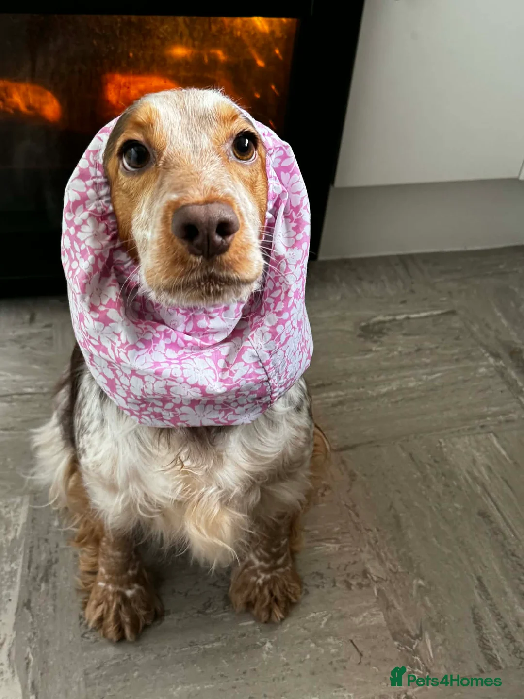 Cocker Spaniel dogs for sale: Cocker spaniel puppies  in Doncaster - Advert 2