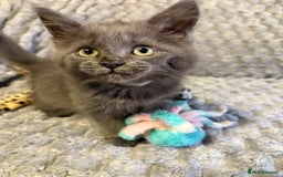 Maine Coon cats for sale: Maine coon cross ragdoll kittens  - Image 3