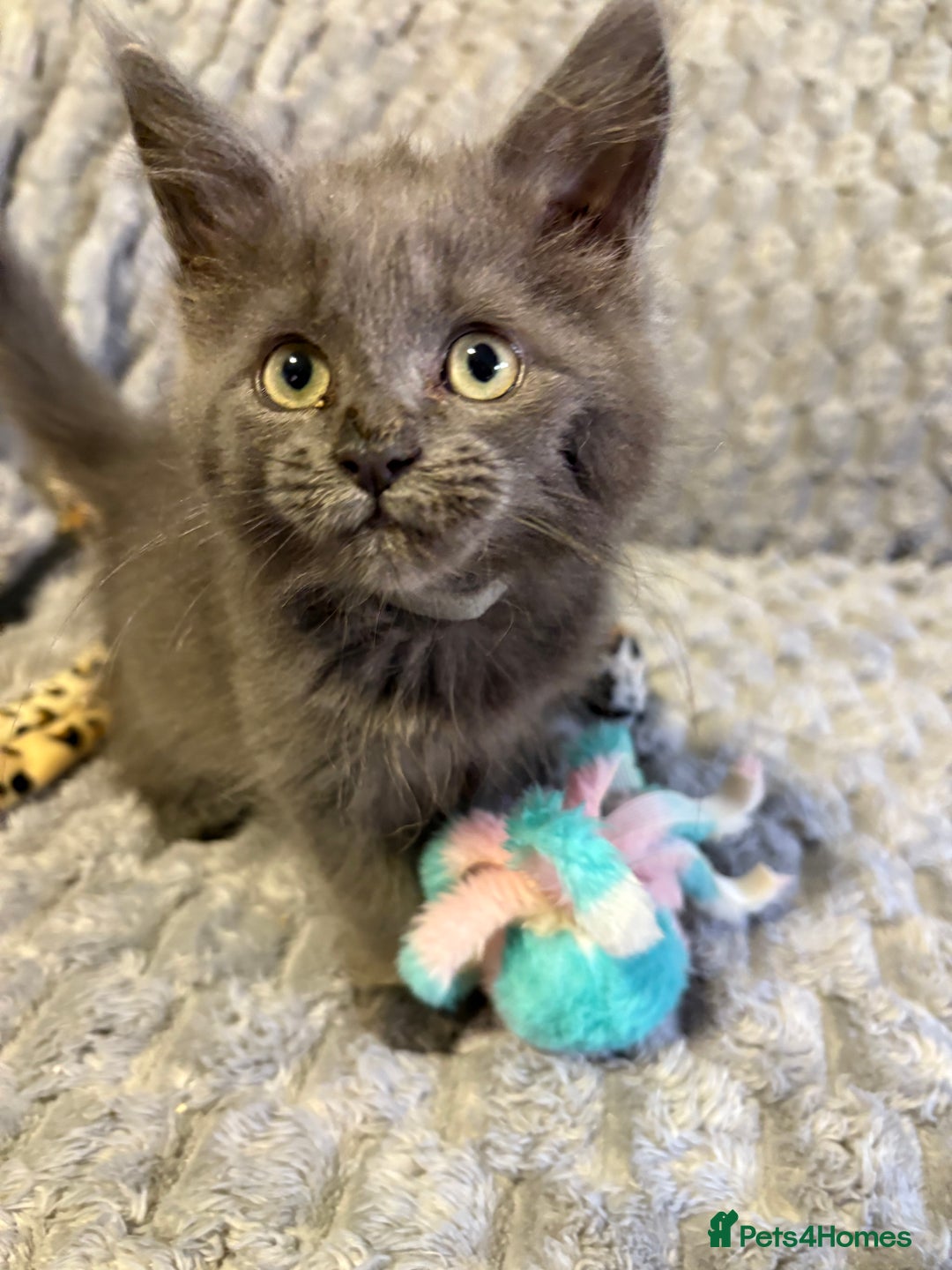 Maine Coon cats for sale: Maine coon cross ragdoll kittens  - Image 3