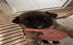 Mixed Breed dogs for sale: Pug X puppies for sale-  1 girl 1 boy - Image 15