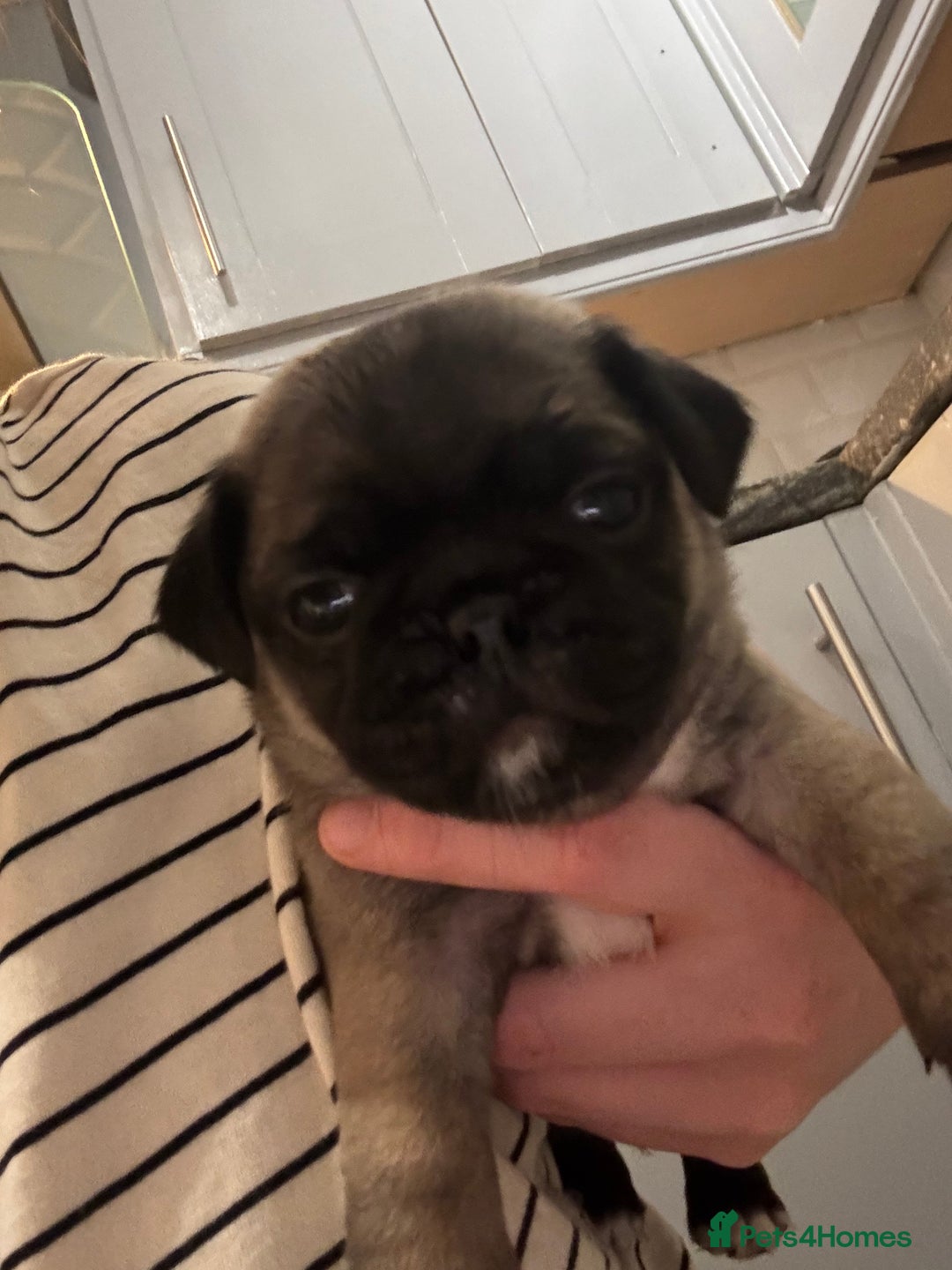 Mixed Breed dogs for sale: Pug X puppies for sale-  1 girl 1 boy - Image 15