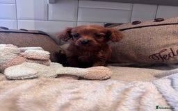 Cavapoo dogs for sale: STANLEY 🎀 - Image 10