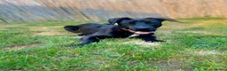 Mixed Breed dogs for adoption: Benny | Bouncy, Loving & Full of Puppy Joy 💜 - Advert 25