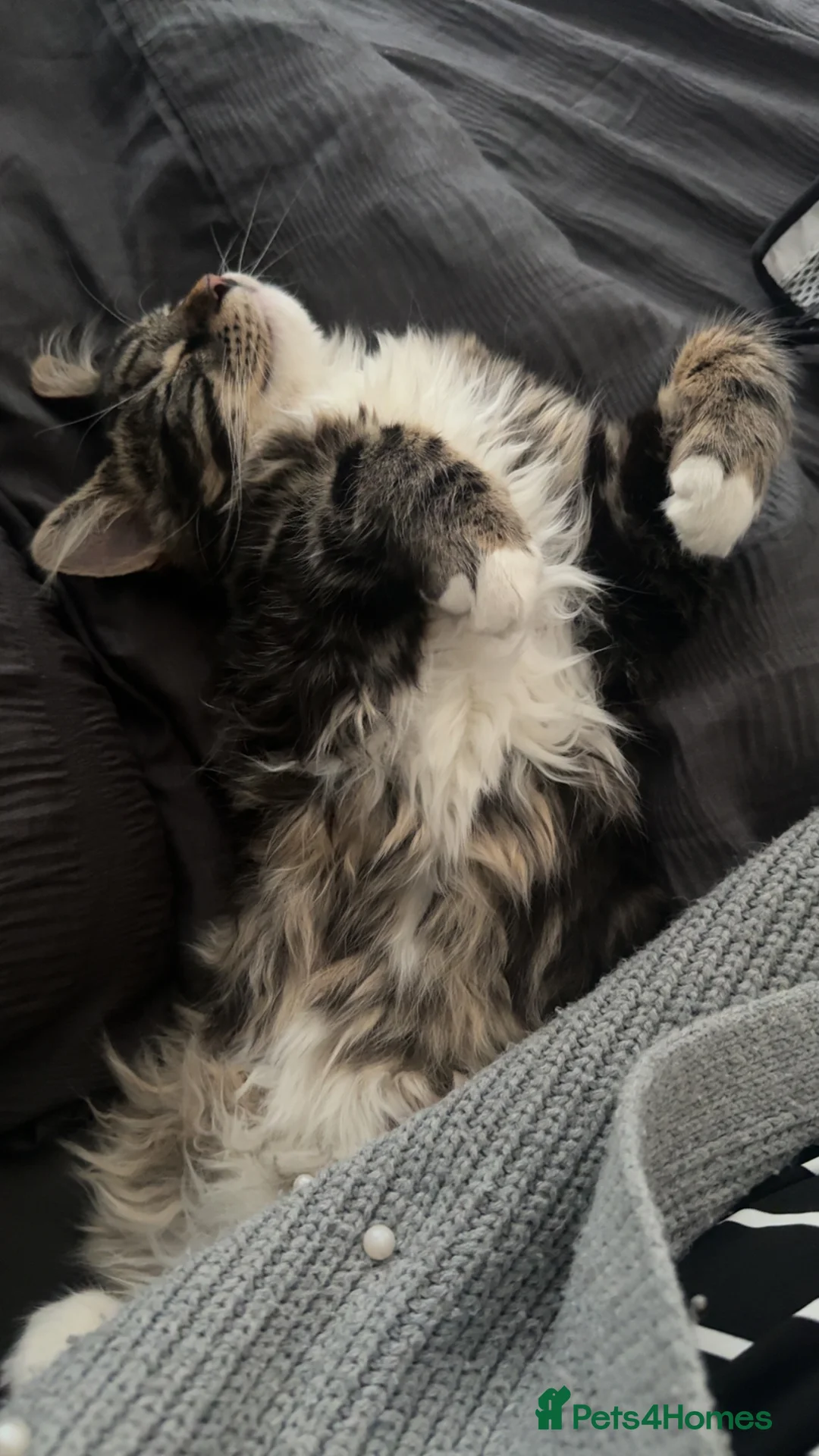 British Longhair cats for sale: Beautiful fluffy boy kitten - Advert 5