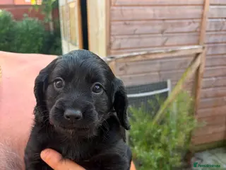 Cocker Spaniel dogs Working cocker spaniel girl - Advert 3
